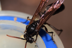 Agelaia panamaensis