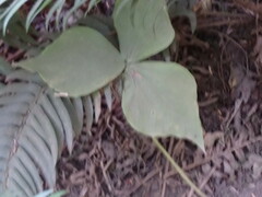 Trillium ovatum