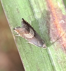 Grapholita delineana