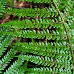 Polystichum setiferum