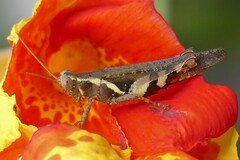 Xenocatantops humilis