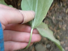 Trillium ovatum