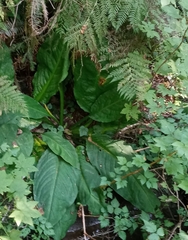 Lysichiton americanus