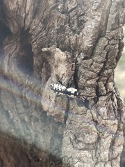 Zopheridae