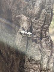 Zopheridae