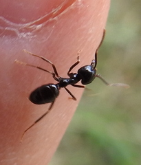Lasius fuliginosus