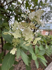 Hydrangea arborescens