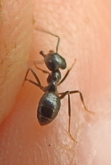Lasius fuliginosus