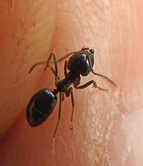 Lasius fuliginosus
