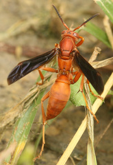 Polistes carolina