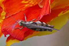 Xenocatantops humilis