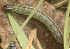 Spodoptera