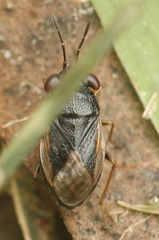 Geocoris