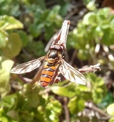 Episyrphus trisectus