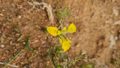 Moraea ciliata