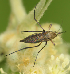 Psorophora cyanescens