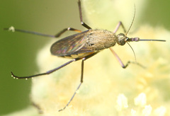 Psorophora cyanescens