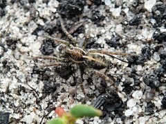 Artoriopsis