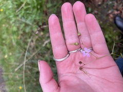 Geranium robertianum