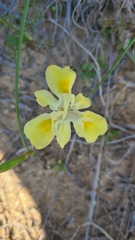 Moraea fugax