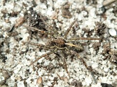 Artoriopsis