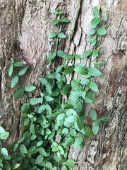 Euonymus fortunei