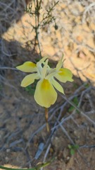 Moraea fugax