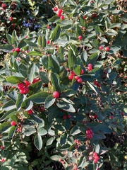 Lonicera tatarica