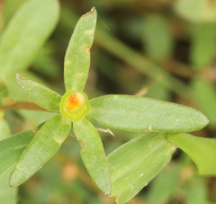Portulaca umbraticola