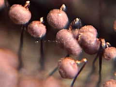 Cribraria cancellata