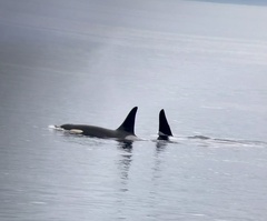 Orcinus orca