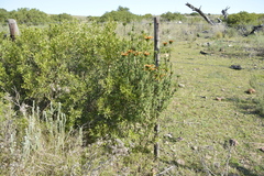 Leonotis ocymifolia