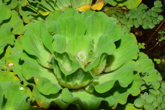 Pistia stratiotes