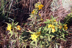 Senna roemeriana