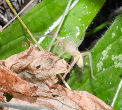 Micrommata virescens