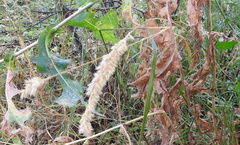 Melica transsilvanica