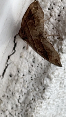 Parallelia bistriaris