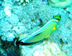 Chaetodon austriacus