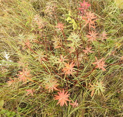 Euphorbia semivillosa