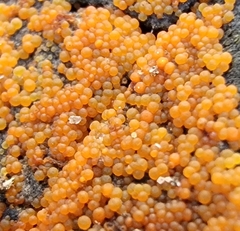 Hydropisphaera peziza