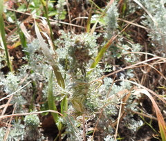 Rhopalomyia saissanica