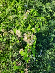 Funastrum cynanchoides