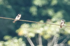 Pygochelidon cyanoleuca