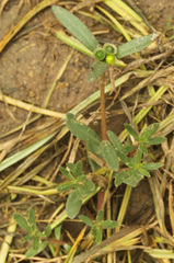 Portulaca umbraticola