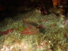 Parablennius rouxi