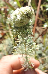 Rhopalomyia saissanica