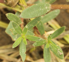 Portulaca umbraticola