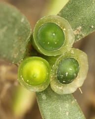 Portulaca umbraticola
