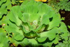 Pistia stratiotes