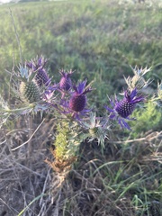 Eryngium leavenworthii